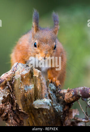 Un super close up d'un écureuil roux à la recherche de nourriture dans le haut d'une vieille souche d'arbre Banque D'Images