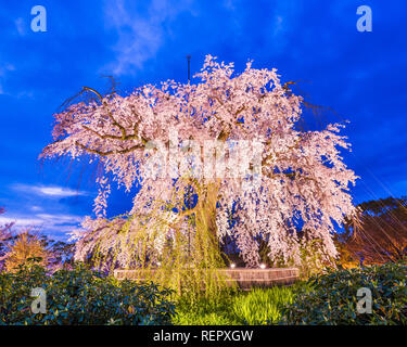 Parc Maruyama à Kyoto, au Japon, au cours du printemps cherry blossom festival. Banque D'Images