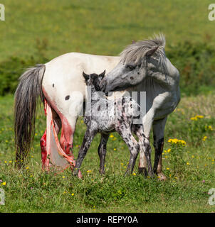 Une mare vient de donner naissance à un poulain. Banque D'Images