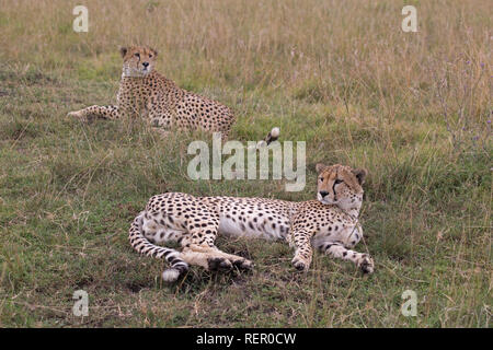 Deux mâles adultes, guépard Acinonyx jubatus, assis dans la prairie, Masai Mara, Kenya Banque D'Images