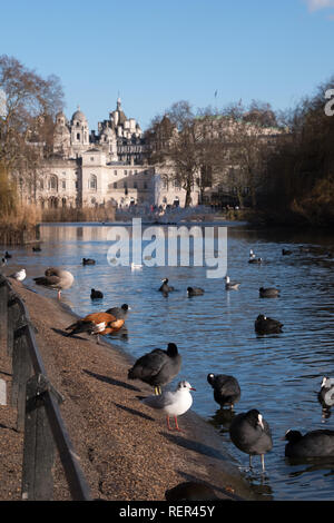 Au premier plan, les oiseaux et la sauvagine sur et par le lac à St James's Park, Londres UK. Dans l'arrière-plan, le bâtiment des Horse Guards. Banque D'Images