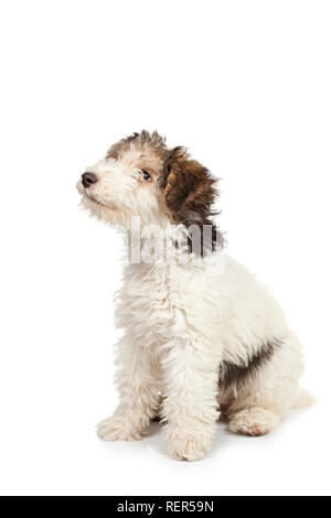 Le Fox Terrier puppy, 3 months old, in front of white background Banque D'Images