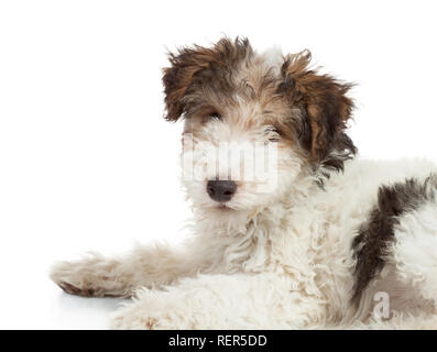 Le fox terrier, chiot de 3 mois, portant in front of white background Banque D'Images