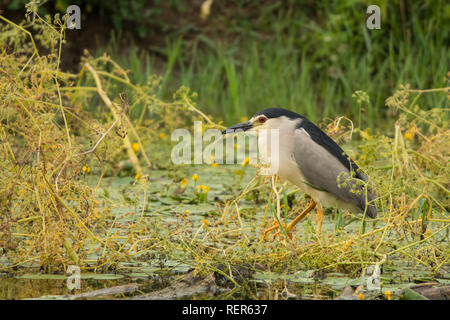 Bihoreau gris Nycticorax nycticorax / Banque D'Images