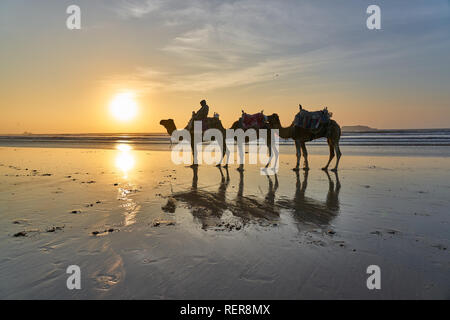 Des chameaux dans le port d'Essaouira, Maroc Banque D'Images