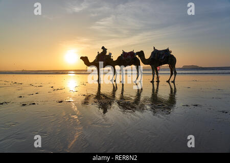 Des chameaux dans le port d'Essaouira, Maroc Banque D'Images