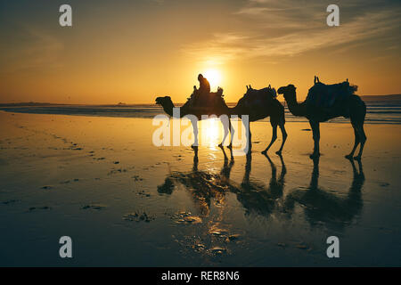 Des chameaux dans le port d'Essaouira, Maroc Banque D'Images