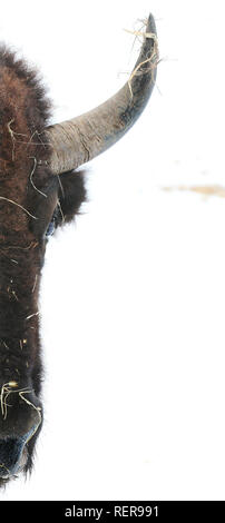 Mccausland, Iowa, États-Unis. 18 janvier, 2019. Un buffle se promène un couvert de neige feild Vendredi, 18 janvier 2019 à la ferme près de Buffalo Bill Cody McCausland, Iowa. Crédit : Kevin E. Schmidt/Quad-City Times/ZUMA/Alamy Fil Live News Banque D'Images