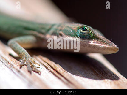 West Palm Beach, Floride, USA. 22 janvier, 2019. Un anole vert regarde d'un œil attentif à l'Eaux herbeuses Nature Preserve. Anolis mâles sont fortement territoriaux créatures. Certains ont même été témoin de la lutte contre leurs propres réflexions dans le verre réfléchissant. Crédit : Robin/Loznak ZUMA Wire/Alamy Live News Banque D'Images