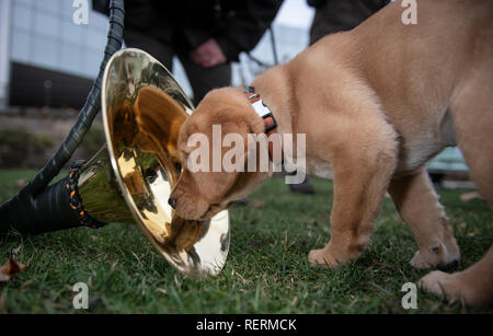 Dortmund, Allemagne. 23 Jan, 2019. Chiot Labrador Hedi regarde image miroir dans un cor de chasse à la séance photo à l'approche de l'Jagd & Hund et Fisch & Angel des foires commerciales. Le double salon a lieu à partir de 29.01. à 03.02. dans la Westfalenhallen. Crédit : Bernd Thissen/dpa/Alamy Live News Banque D'Images