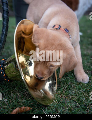 Dortmund, Allemagne. 23 Jan, 2019. Chiot Labrador Hedi regarde image miroir dans un cor de chasse à la séance photo à l'approche de l'Jagd & Hund et Fisch & Angel des foires commerciales. Le double salon a lieu à partir de 29.01. à 03.02. dans la Westfalenhallen. Crédit : Bernd Thissen/dpa/Alamy Live News Banque D'Images