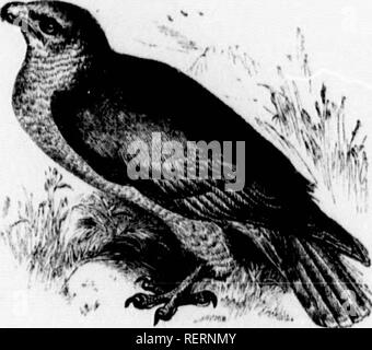 . Les [microform]. Histoire naturelle ; sciences naturelles. 204 L'HISTOIRE NATURELLE. Sous-famille d. Miltina. PERN est.. Apiv6ru8 (Lat. Bee-eatiwj Jloney^), Buzzard. abeilles iiud vers blancs n'a été trouvé, mais pas de miel ou de cire. Il docs pas, cependant, refuser les petits (luadmpeds sonictimes siiiidl, ou des oiseaux, si pressé par lnuiger. C'est ti oiseau du piissage, laissant l'Europe à l'connnencement de wintei*. Son nid est construit en higii les arbres, et ses œufs sont deux ou trois en nombre, gris, tacheté de rouge à une extrémité, et entouré d'un carton rouge bund. Sa longueur est d'environ deux pieds, et l'étendue o Banque D'Images