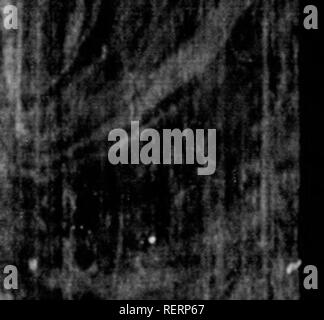 . Les [microform]. Mammifères ; histoire naturelle ; Mammifères ; sciences naturelles. .« LOXOKLl^ «1.- ! ^'"jai"'&Lt ;'i. 1 ,j t. Veuillez noter que ces images sont extraites de la page numérisée des images qui peuvent avoir été retouchées numériquement pour plus de lisibilité - coloration et l'aspect de ces illustrations ne peut pas parfaitement ressembler à l'œuvre originale.. Wood, J. G. (John George), 1827-1889. London : Routledge, Warne, et Routledge Banque D'Images