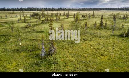 Drone vue, photo aérienne, la forêt boréale de l'Arctique avec des pins (Pinus) et de bouleaux (Betula) dans des milieux humides, de Moor, Sodankylä, Laponie Banque D'Images