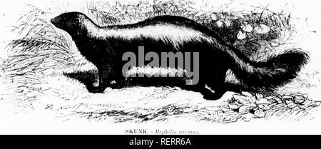 . Les [microform]. Mammifères ; histoire naturelle ; MammifÃ¨res ; sciences naturelles. J' M'liiuilcaijj^ écrou. inlciis Avhciv, son lisiilays (iuid grippe ; iiij,'iirtieiiliirly Itlioiijiili ii])il vciy iKit lorsque sl(M'i)iiiif  luxui j de l'iati'iiiitl piittiiiy' ia plus iiaiid tht ; lui-même  !o ut' tlin look de ii'i'attention, ou à trei', il ne sera pas le cas et j'groat fian il dcscciiil.s. iig uj) une sorte de gâteau ou d' autres ler les Dénés Tlii'V, LeloiiL' u ! .Sal)l('-liunlcis âblage le M-liole le Wolverene y. Mauvais, Aiiiericfi termedâwhich II lui permet de .Je le succès. S'il eterniinately à ions, b Banque D'Images