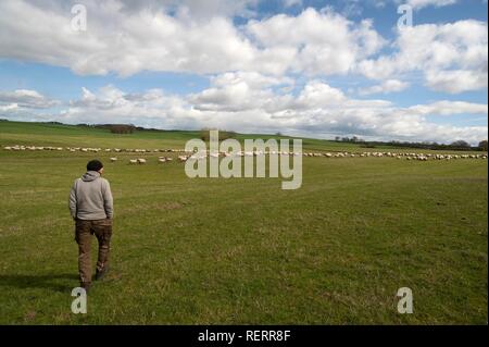 Shepherd, contrôle son troupeau de moutons sur l'alpage, Mecklenburg-Vorpommern, Allemagne Banque D'Images