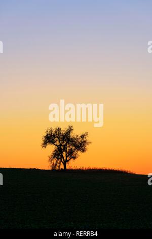 Silhouette, arbre sur la colline parlementaire, Bade-Wurtemberg, Allemagne Banque D'Images