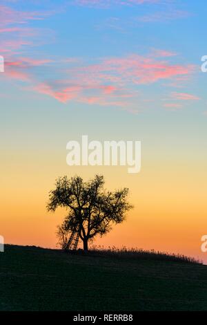 Silhouette, arbre sur la colline parlementaire, Bade-Wurtemberg, Allemagne Banque D'Images