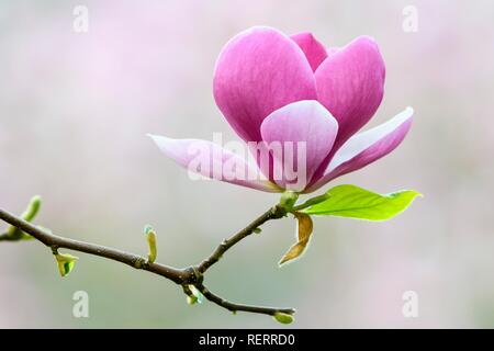 Saucer Magnolia (Magnolia x soulangeana), amabilis cultivar, Allemagne Banque D'Images