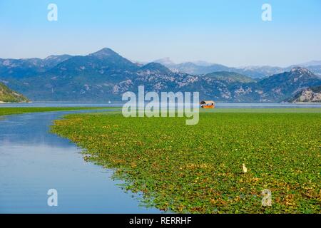 Bateau d'excursion et des nénuphars sur le lac de Skadar, le parc national du lac de Skadar, Province de Cetinje, Monténégro Banque D'Images