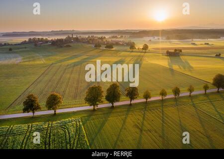 Route de campagne avec rangée d'arbres au lever du soleil, le poinçonnage à Dietramszell, vue, drone, terres Tölzer Haute-bavière, Bavière, Allemagne Banque D'Images