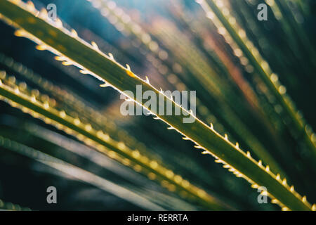 Close-up d'une feuille de la plante avec bord dentelé illuminée par la lumière du soleil Banque D'Images