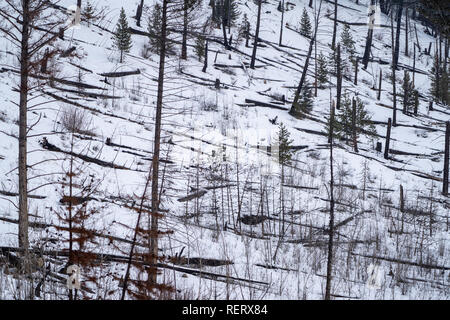 Scène d'hiver des arbres brûlés, des restes de l'Sawback Brûlage dirigé de 1993, comme on l'a vu en 2019 le long de la promenade de la vallée de la Bow, dans le parc national Banff Banque D'Images