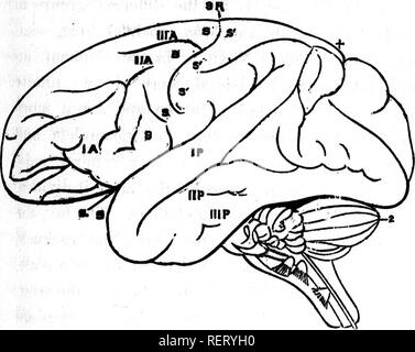 . Grandes lignes de la théologie naturelle à l'usage de l'étudiant canadien [microforme] : choisis et aménagés à partir de la plus authentique des sources. Histoire naturelle ; la théologie naturelle ; sciences naturelles ; ThÃ©ologie naturelle. .'. 545 Â"T s..J'Â"Â" n,i,;â â ¢' avait conduit l'induction ug de conclure. Comment, en effet, peut-on croire, que l'organe le plus important de l'économie, celle par laquelle les manifestations de l'intelligence l'exploitation d'intel-, à qui sont attribués les instincts et les passions, n'a pas une organisation fixe, et est invariable comme celle d'autres régions. Chaque groupe de cerveaux a un type qui est propre à elle, et Banque D'Images