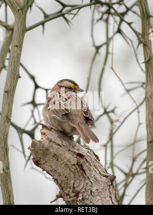 Un bruant à gorge blanche, Zonotrichia albicollis, dans la Red River National Wildlife Refuge, dans le nord-ouest de la Louisiane. Banque D'Images