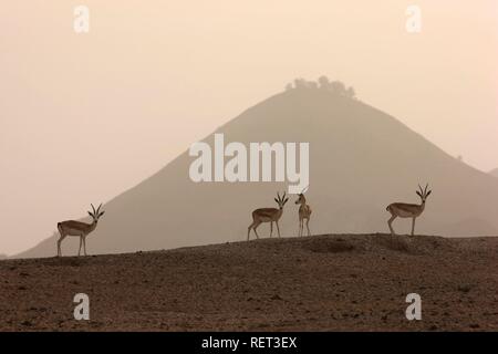 Le sable ou l'inclusion de la Gazelle (Gazella subgutturosa), l'île de Sir Bani Yas, réserve privée dans le golfe Persique avec plus de 10000 Banque D'Images