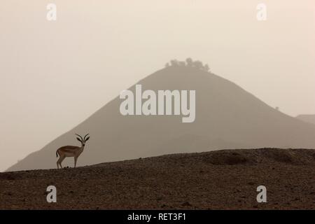 Le sable ou l'inclusion de la Gazelle (Gazella subgutturosa), l'île de Sir Bani Yas, réserve privée dans le golfe Persique avec plus de 10000 Banque D'Images