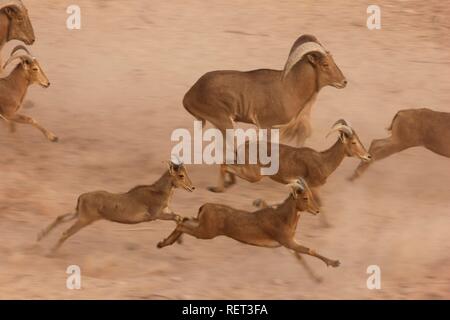 Le mouflon à manchettes (Ammotragus lervia), l'île de Sir Bani Yas, réserve privée dans le golfe Persique avec plus de 10000 animaux de la steppe Banque D'Images