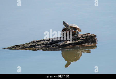 Une tortue à oreilles rouges, Trachemys scripta elegans, repose sur un journal à la Red River National Wildlife Refuge, Bossier City, en Louisiane. Banque D'Images