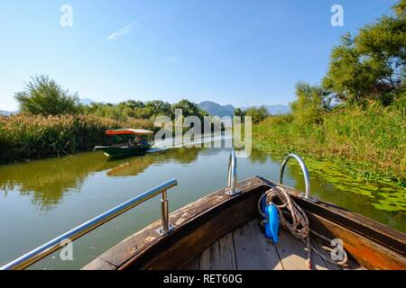 Excursion en bateau sur le lac de Skadar, Parc national du lac Skadar, canal près de Virpazar, Bar, Monténégro Banque D'Images