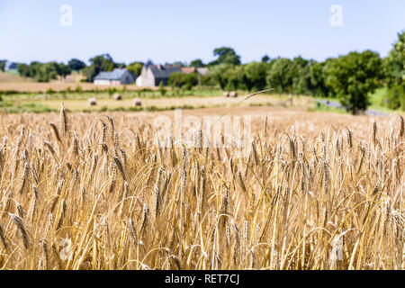 Vue rapprochée d'oreilles mûres d'orge dans un champ sous un soleil brillant dans la campagne française avec des bâtiments de ferme dans un arrière-plan flou. Banque D'Images