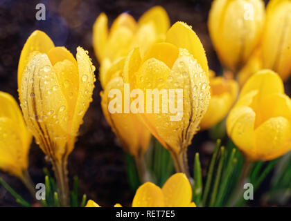 Fleurs crocus jaune couverte de rosée. Banque D'Images