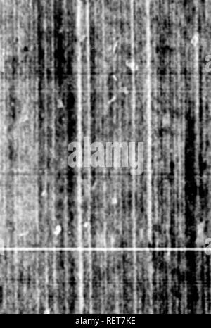 . Supplément à l'arctique [microforme] zoologie. Zoologie Zoologie ;. Les ours. W E E S E L. moi, qu'ils sont d'une couleur brun dun ; et se nourrissent principalement de fifh, ou de baies. Ils sont loin d'rcjcrting l'alimentation animale. Même l'humanité devenir leur proie, quand preflTed par la faim ; et ils vont chasser les autochtones fuch cafés par fcent, et rôder leur ufual trafts de pour qu'purpofe. À thofe fois, ou lorsqu'ils sont blessés, de plus en plus dépasser* féroce. Il est faid qu'ils donnent à la chace /Irgali avec beaucoup d'addrefs : ils savent qu'ils n'ont pas la chance de les prendre par fpeed ; les ours donc remonter la ru Banque D'Images