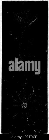 . Grandes lignes de la théologie naturelle à l'usage de l'étudiant canadien [microforme] : choisis et aménagés à partir de la plus authentique des sources. Histoire naturelle ; la théologie naturelle ; sciences naturelles ; théologie naturelle. 54 rencontrer un groupe, maintenant tout à fait éteinte, qui connecté cet ordre avec l'énorme Pachyderma. Aujourd'hui le plus que profes- sor Draper et ses disciples peuvent demander pour leurs divinités, ne tient pas compte de la moi- dtho et ordonné que le- ment organiser l'histoire du passé se déroule. Toute la lumière et de la chaleur de milliards de siècles w6uld suffit pas comme origine de la vie de th Banque D'Images