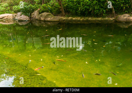 Abonde aussi beau couleur poissons nagent dans l'étang à Hong Kong Park, qui se rendent en Chine un lieu pour profiter dans un cadre paisible, cadre charmant. Banque D'Images