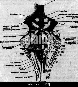 . Un texte-livre de physiologie animale [microforme] : avec des chapitres d'introduction sur la biologie générale et un traitement complet de reproduction, pour les étudiants des droits de l'homme et la médecine vétérinaire (comparative) et de biologie générale. La Physiologie, physiologie vétérinaire ; comparatifs ; physiologie comparée ; physiologie vétérinaire. 628 Physiologie animale, -tions entre les parties du système nerveux, et en fait tous les tissus, sont essentiels pour la nutrition parfaite"," si nous voulons continuer l'utilisation de ce terme. II. Le Nbrvbs crânienne. Ces nerfs ont été divisées en nerfs de sens particulier, m Banque D'Images