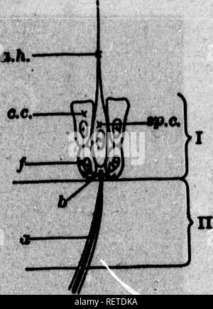 . Un texte-livre de physiologie animale [microforme] : avec des chapitres d'introduction sur la biologie générale et un traitement complet de reproduction, pour les étudiants des droits de l'homme et la médecine vétérinaire (comparative) et de biologie générale. La Physiologie, physiologie vétérinaire ; comparatifs ; physiologie comparée ; physiologie vétérinaire. ., B- Fka. 4BB. Loagltiidtaal mcMcmi Miipiills-loiiiewliat JlaymwwHe de, (Rwley jMat). e. JolliitriCHiiiieiraiilMroMMl Mnpidl* fin de ; ",dans qmiiliic eriito utricule : er, oelliL MointioA avec sèche-whieSmajr paMoft à tw Men ", Hben de Miditofjr ooBBecttTe nervs ; et, d'appui-tiHue mi fourrure Banque D'Images