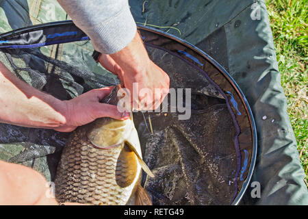 Tire pêcheur accro hameçon carpe avec laquelle il est attaché. Banque D'Images