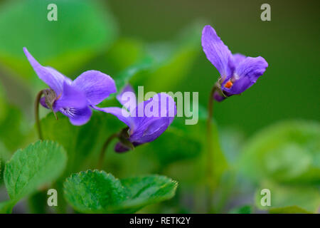 Violette odorante, Viola odorata Banque D'Images