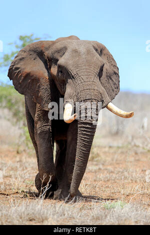 L'éléphant africain, à la recherche de nourriture chez les hommes adultes, Sabi Sand Game Reserve, parc national Kruger, Afrique du Sud, d'Afrique (Loxodonta africana), Banque D'Images