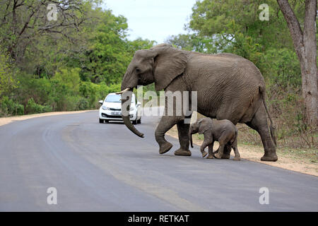 L'éléphant africain, avec de jeunes adultes de sexe féminin, la route traversant le parc national Kruger, Afrique du Sud, d'Afrique (Loxodonta africana), Banque D'Images
