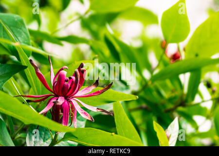 La Californie en fleurs (spicebush Calycanthus occidentalis), au sud de la baie de San Francisco, Californie Banque D'Images