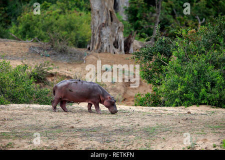 Parc national Kruger, l'hippopotame, Afrique du Sud, Afrique, (Hippopotamus amphibius) Banque D'Images