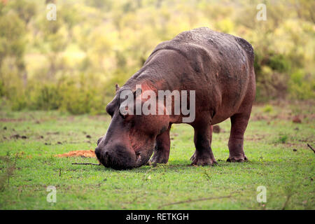 Hippopotame, se nourrissant d'herbe fraîche après la première pluie, parc national Kruger, Afrique du Sud, Afrique, (Hippopotamus amphibius) Banque D'Images