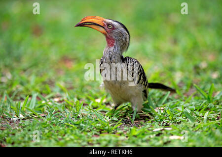 Yellowbilled Calao, adulte sur terre, parc national Kruger, Afrique du Sud, Afrique, (Tockus leucomelas) Banque D'Images