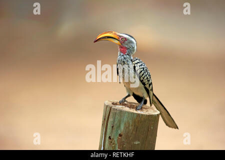 Yellowbilled Calao, des profils sur branch, Parc National de Kruger, Afrique du Sud, Afrique, (Tockus leucomelas) Banque D'Images